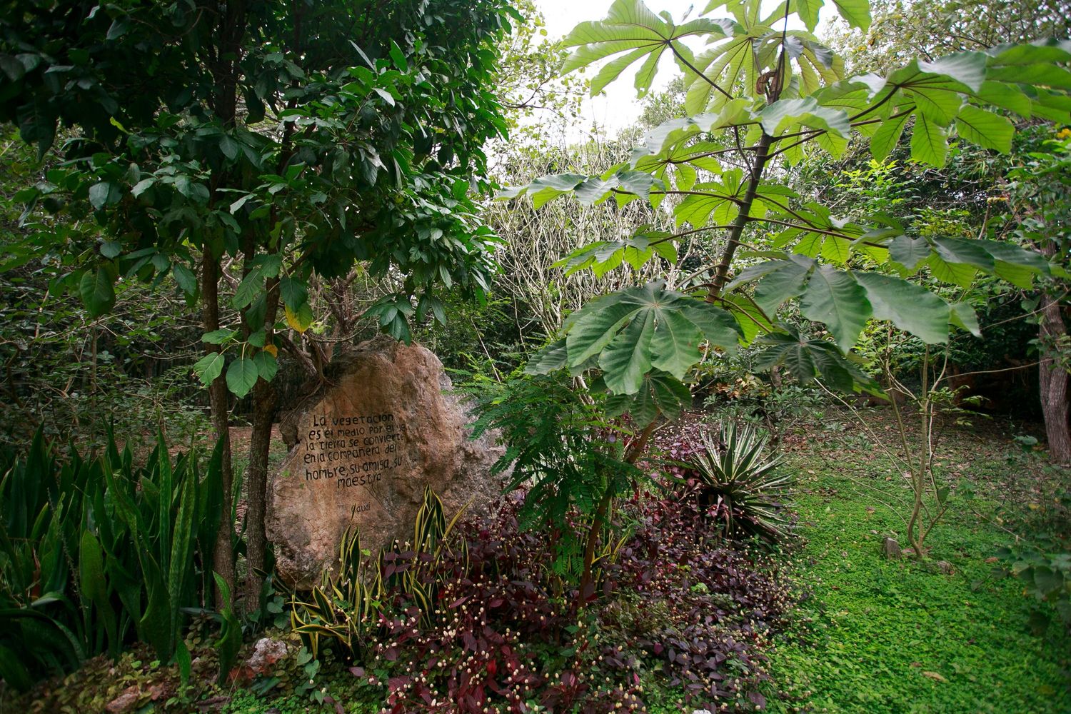 Garden scene with stone feature surrounded by tropical plants and foliage.
