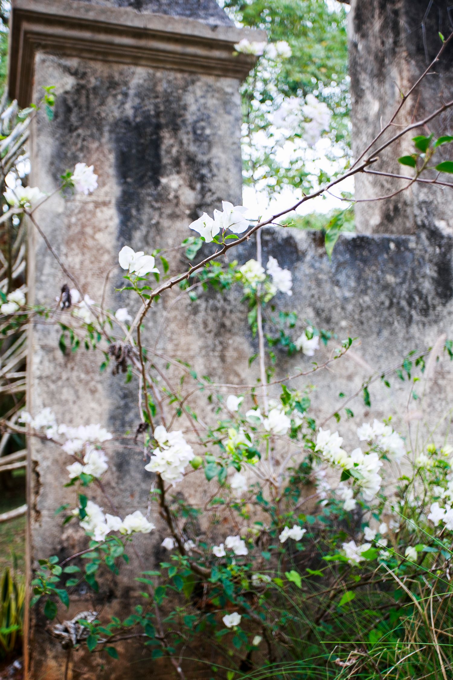 White flowering branches against weathered stone wall in garden setting.