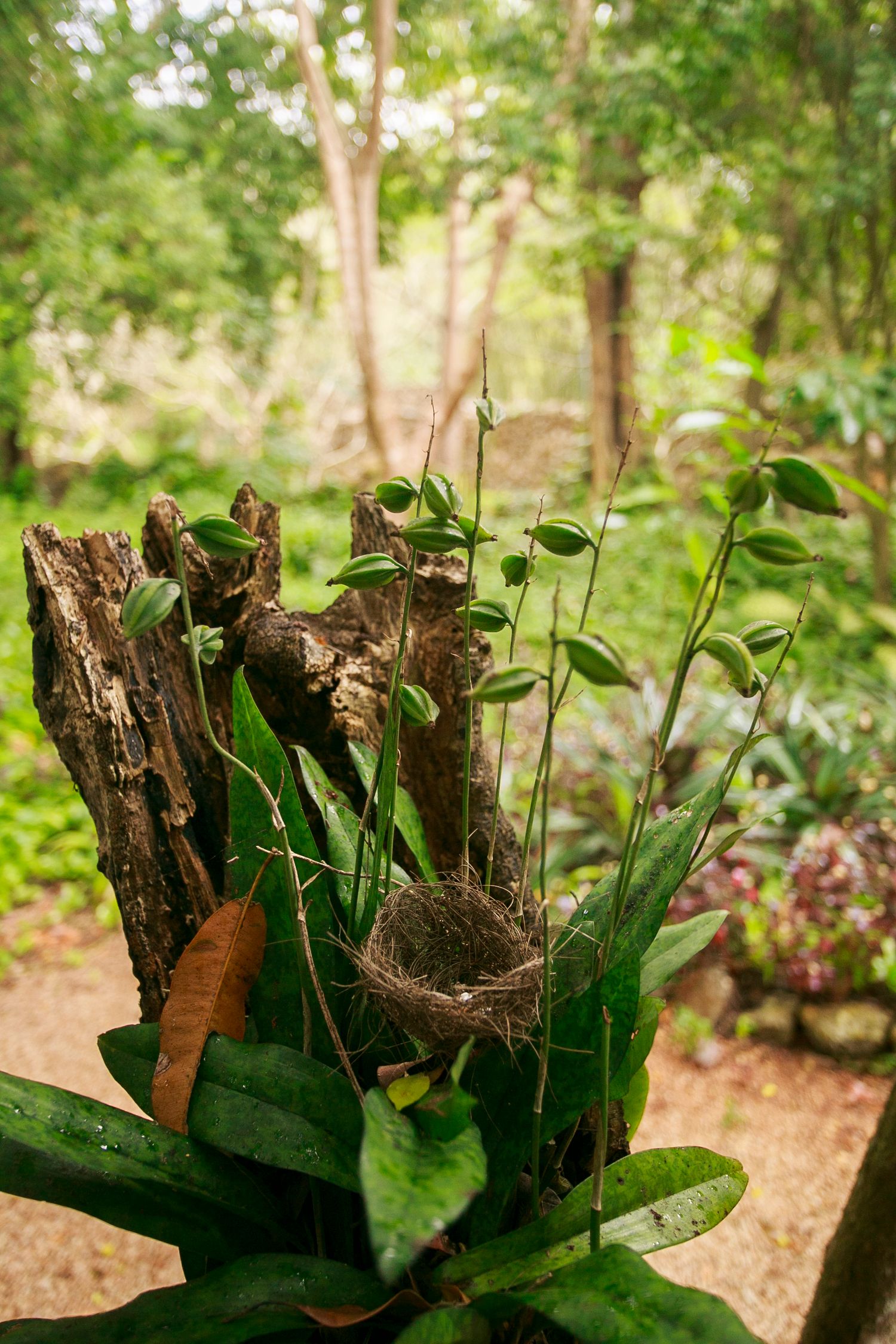 A birds nest rests among green leaves and branches in a natural garden setting.