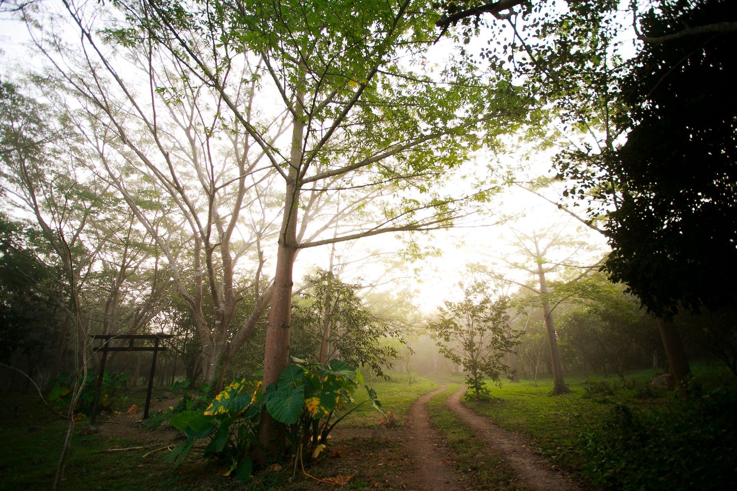 A misty forest path winds through trees in early morning light.