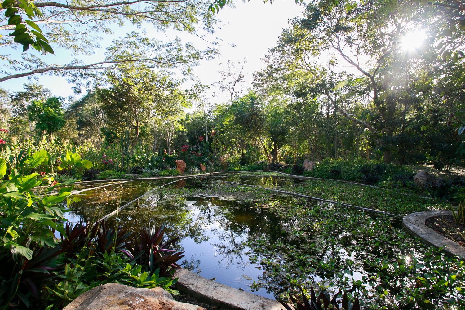 A serene garden pond reflects lush tropical vegetation and sunlight filtering through the trees.