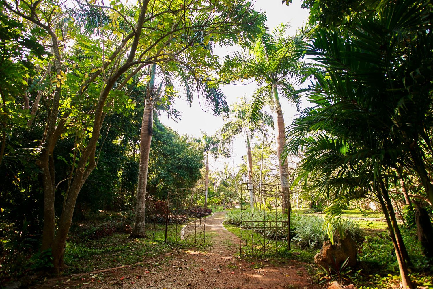 A winding garden path leads through tropical palm trees and lush vegetation.