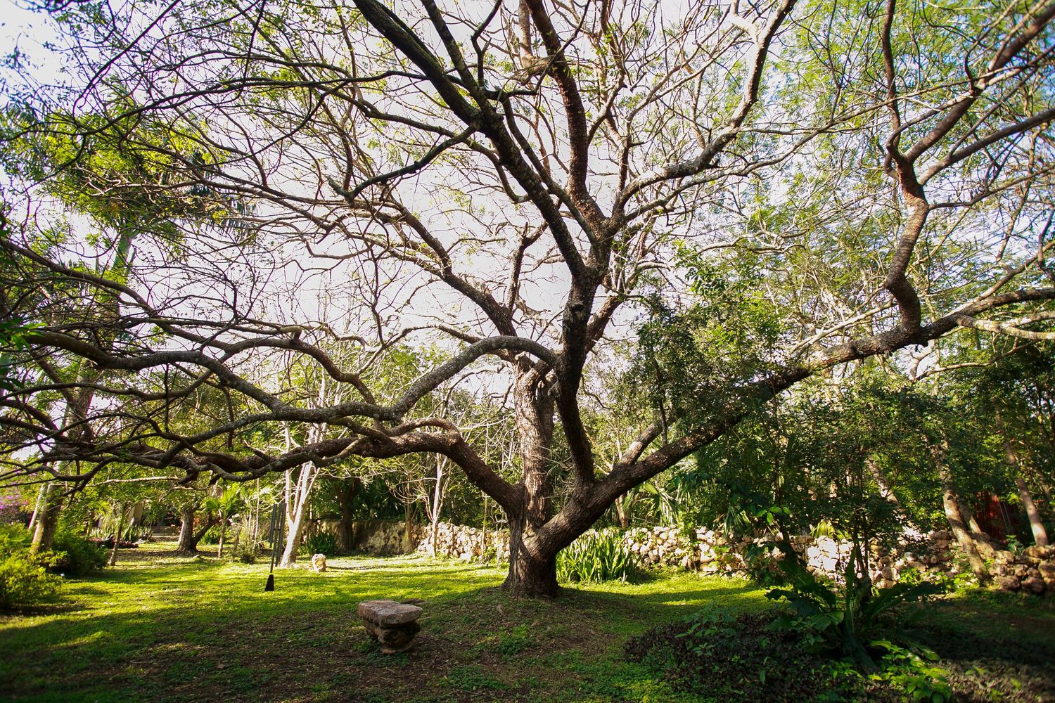 A large twisted tree with spreading branches creates a natural canopy in a sunlit green park setting.