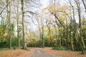 A winding path through an autumn woodland with tall trees and fallen leaves in golden hues at Boyne Hill House Estate