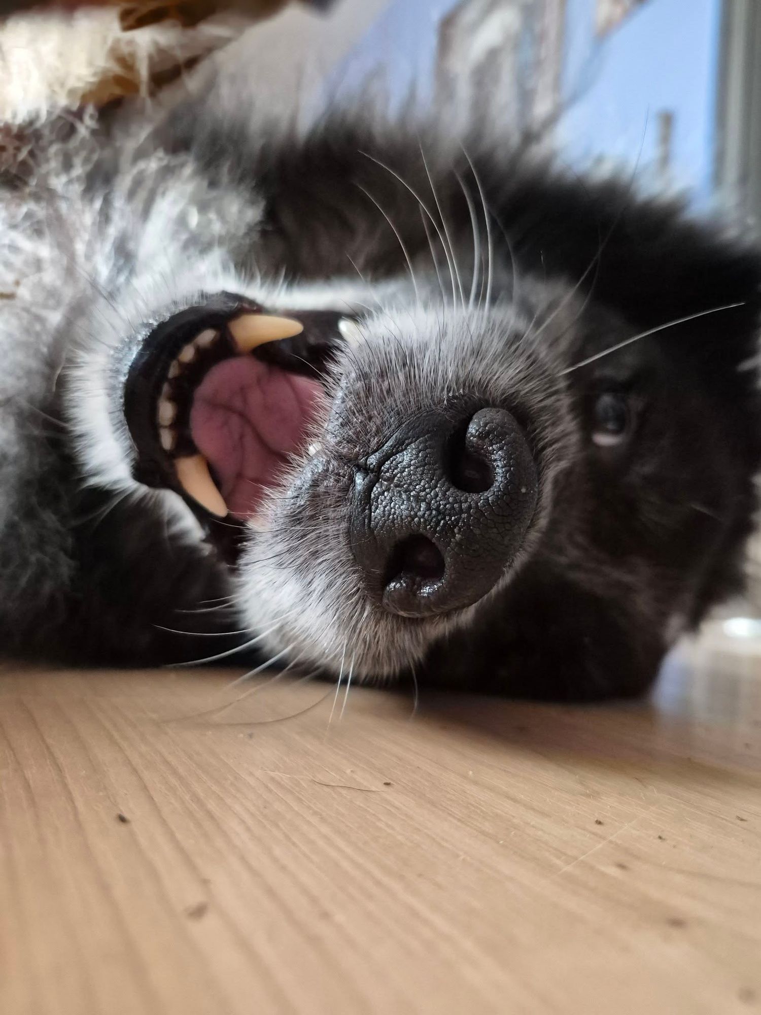Close-up portrait of 14-year-old Rascal showing the beautiful gray muzzle of a senior dog