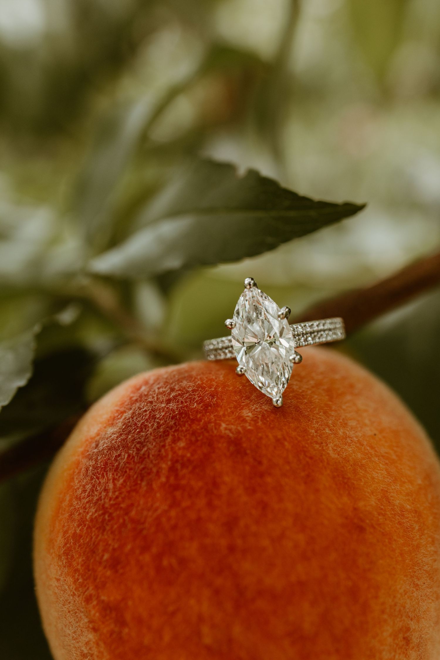 Marquise diamond engagement ring with pavé band resting on a ripe peach with green leaves in background.