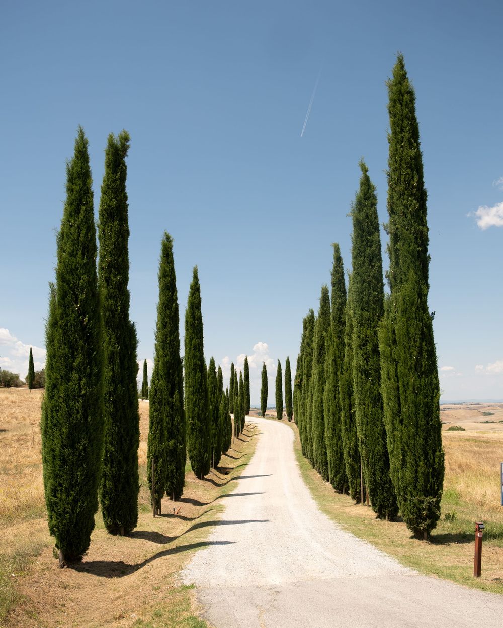 Cypress tree lined gravel road in the Tuscan countryside