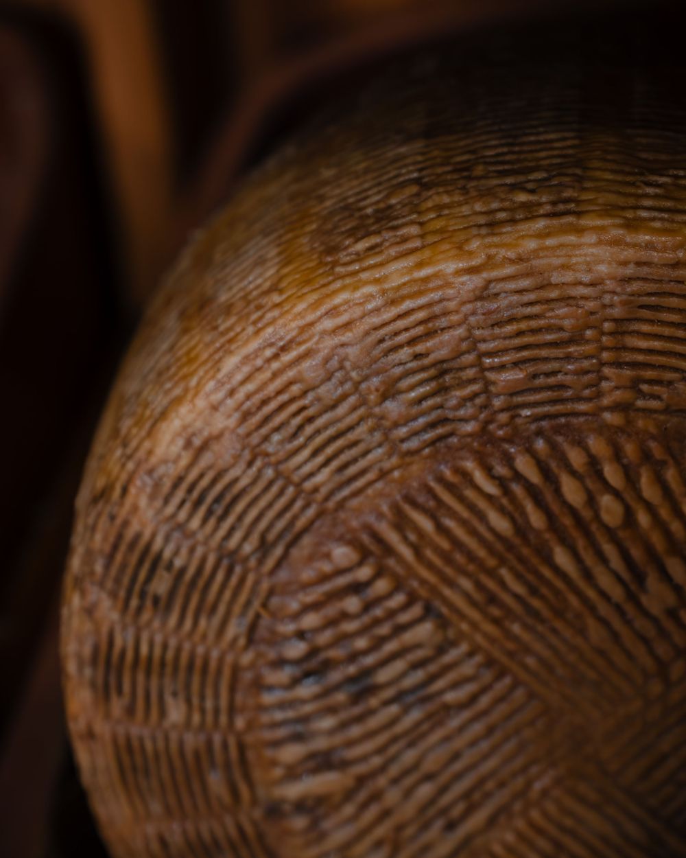 Close-up of a wheel of aged cheese, Tuscany travel photography