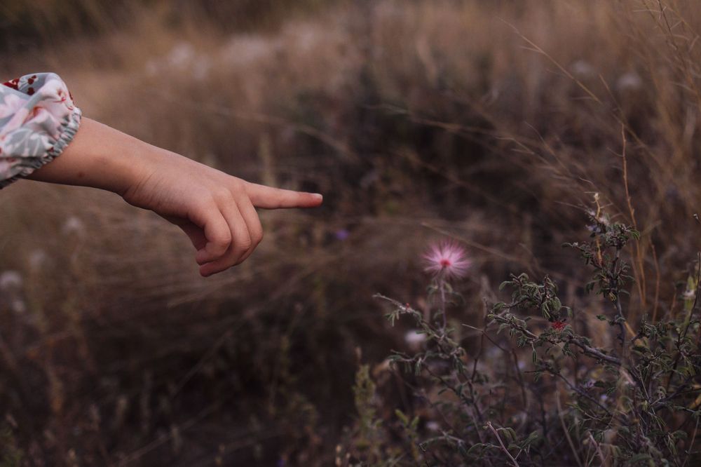A child's hand pointing at a small pink wildflower in a field of tall dry grass.