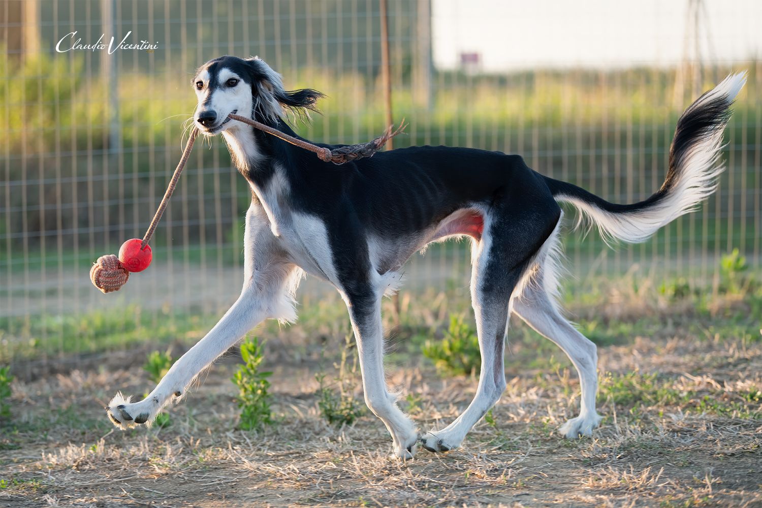 LIVIO 10 months  MaLa's Amal LIVIO AURELIO bred by Marika Latsch (GERMANY)
He is living his happy life in all his beauty and elegance.
