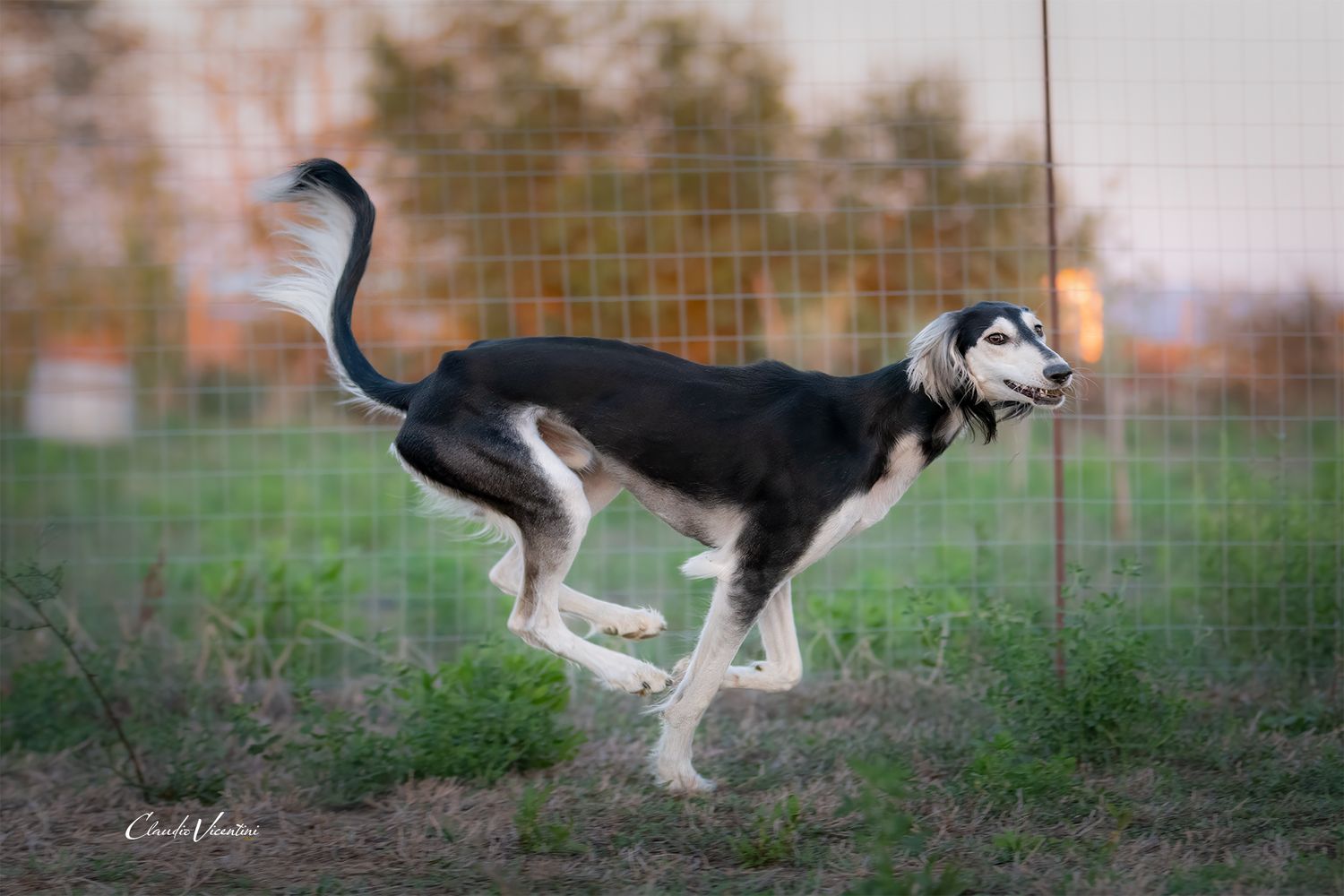 Here is handsome Livio in a free happy life, showing all his beauty and elegance. 
MaLa' s Amal Livio Aurelio bred by Marika Latsch