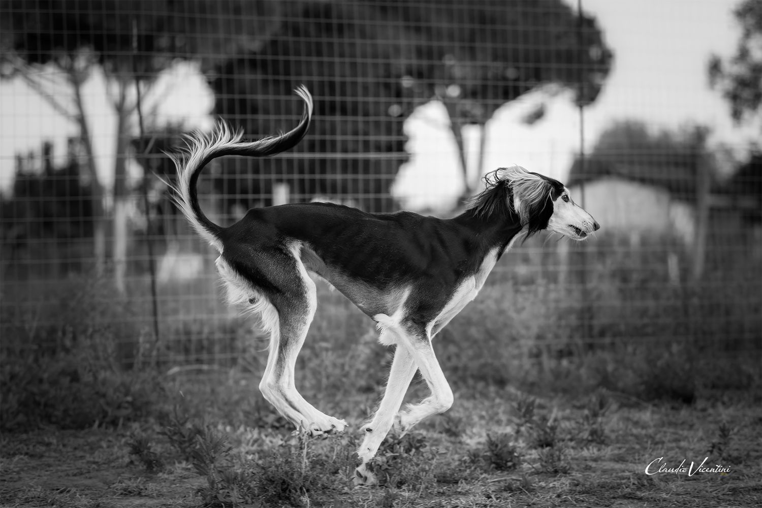 Here is handsome Livio in a free happy life, showing all his beauty and elegance. 
MaLa' s Amal Livio Aurelio bred by Marika Latsch