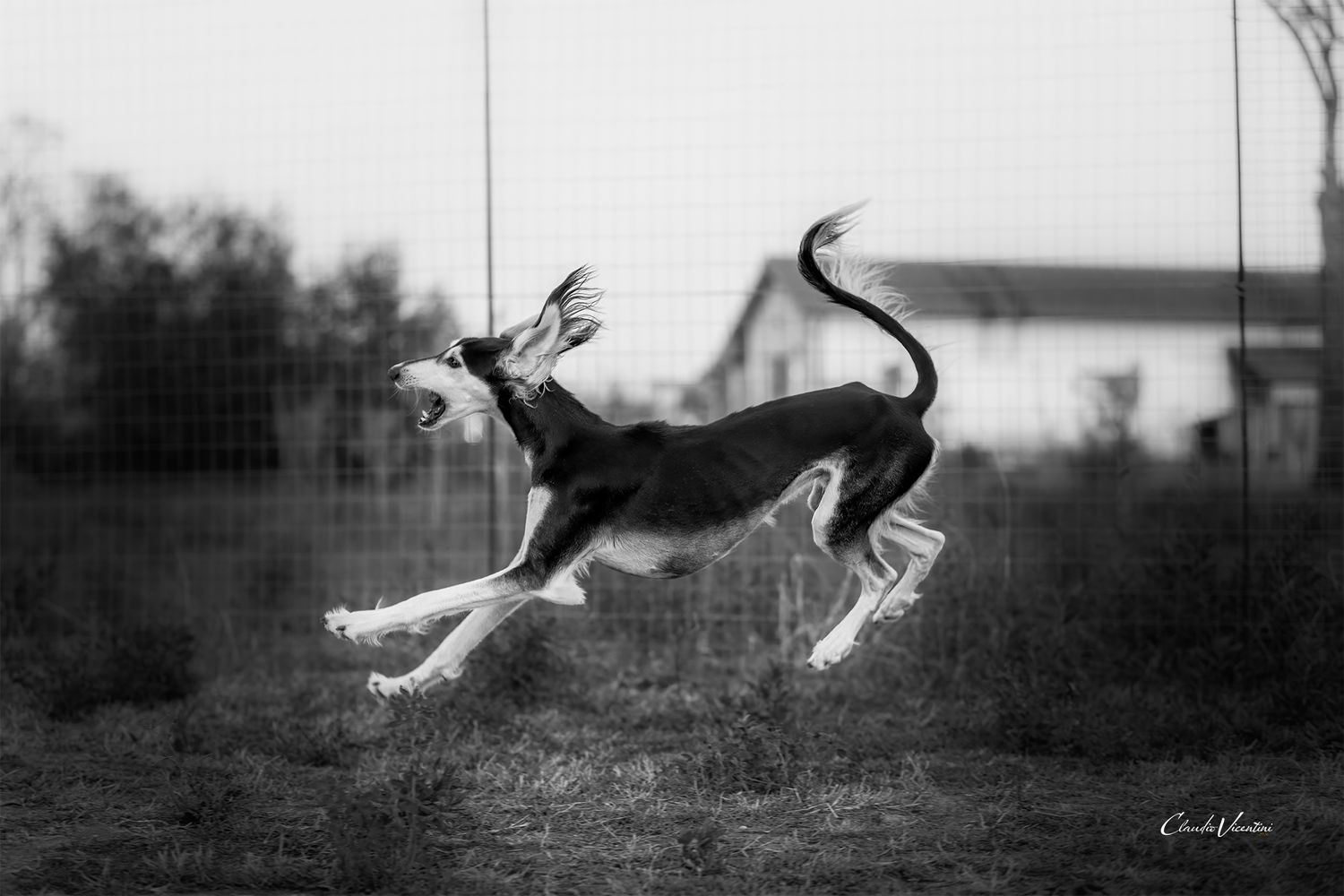 Here is handsome Livio in a free happy life, showing all his beauty and elegance. 
MaLa' s Amal Livio Aurelio bred by Marika Latsch