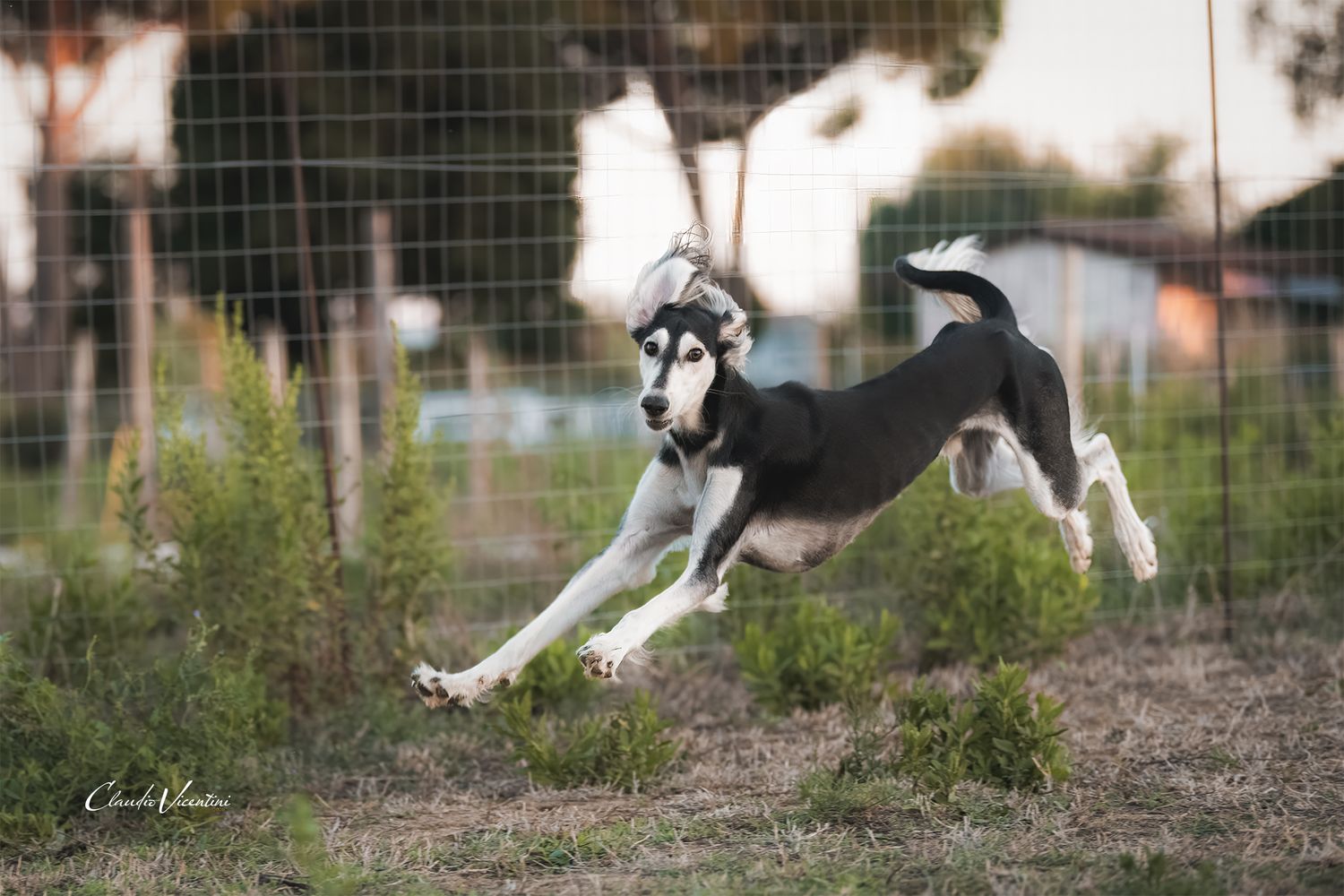 Here is handsome Livio in a free happy life, showing all his beauty and elegance. 
MaLa' s Amal Livio Aurelio bred by Marika Latsch