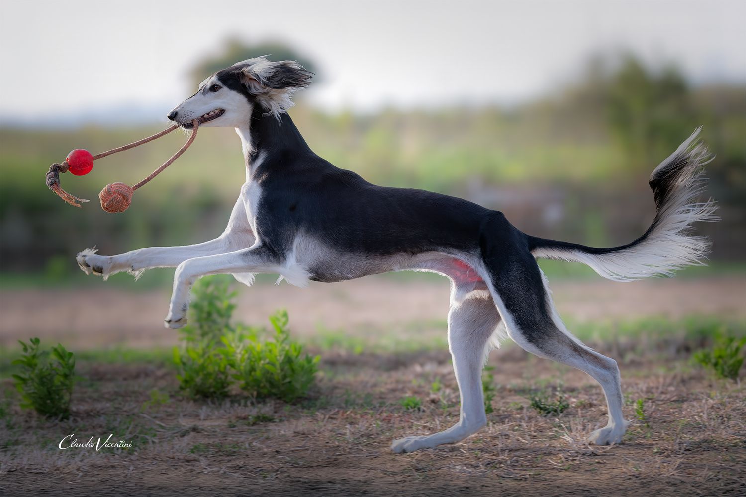 Here is handsome Livio in a free happy life, showing all his beauty and elegance. 
MaLa' s Amal Livio Aurelio bred by Marika Latsch