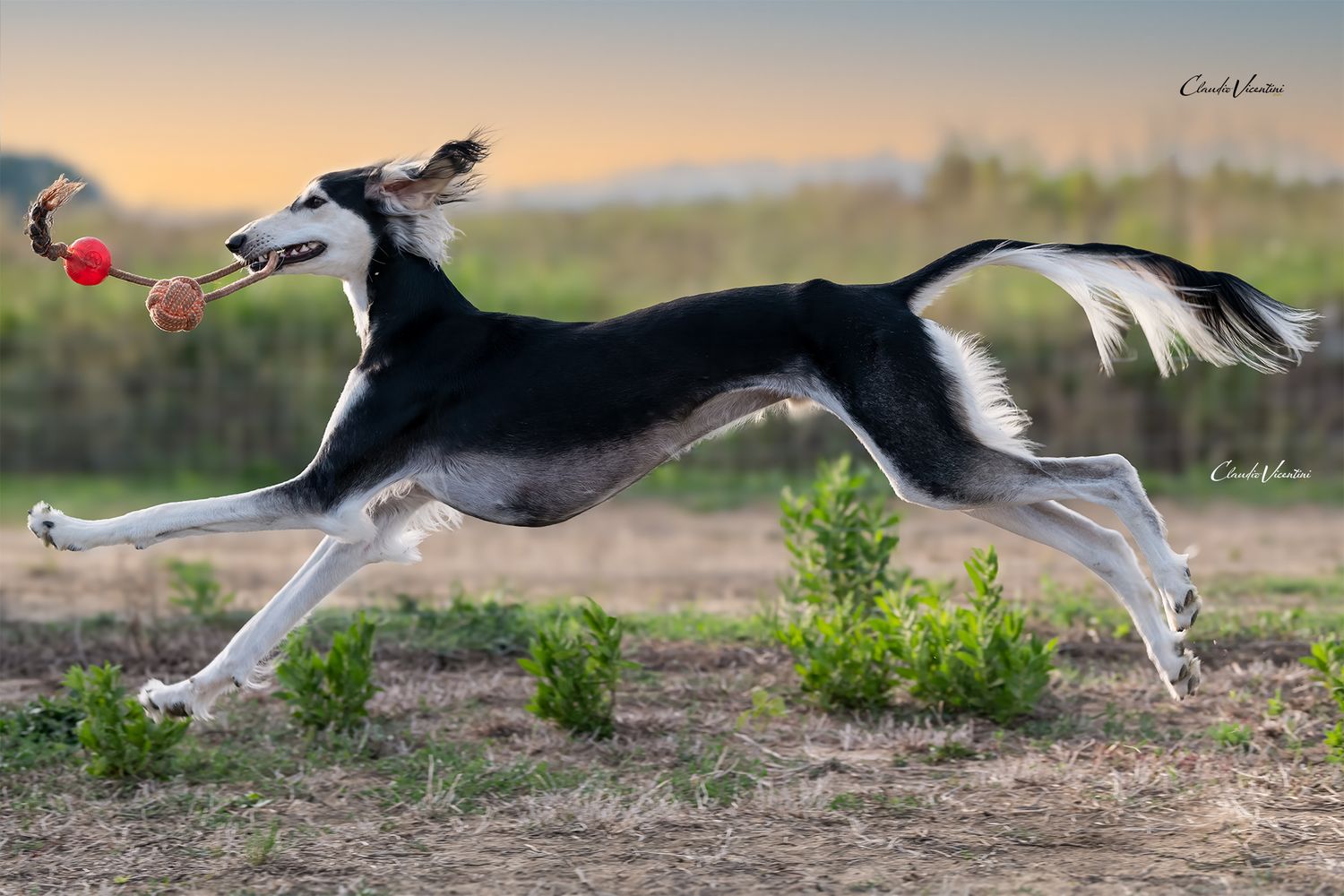 Here is handsome Livio in a free happy life, showing all his beauty and elegance. 
MaLa' s Amal Livio Aurelio bred by Marika Latsch