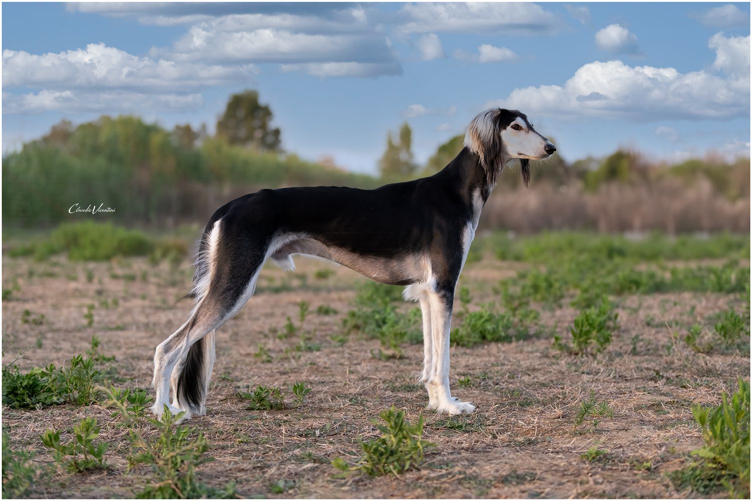 Here is handsome Livio in a free happy life, showing all his beauty and elegance. 
MaLa' s Amal Livio Aurelio bred by Marika Latsch