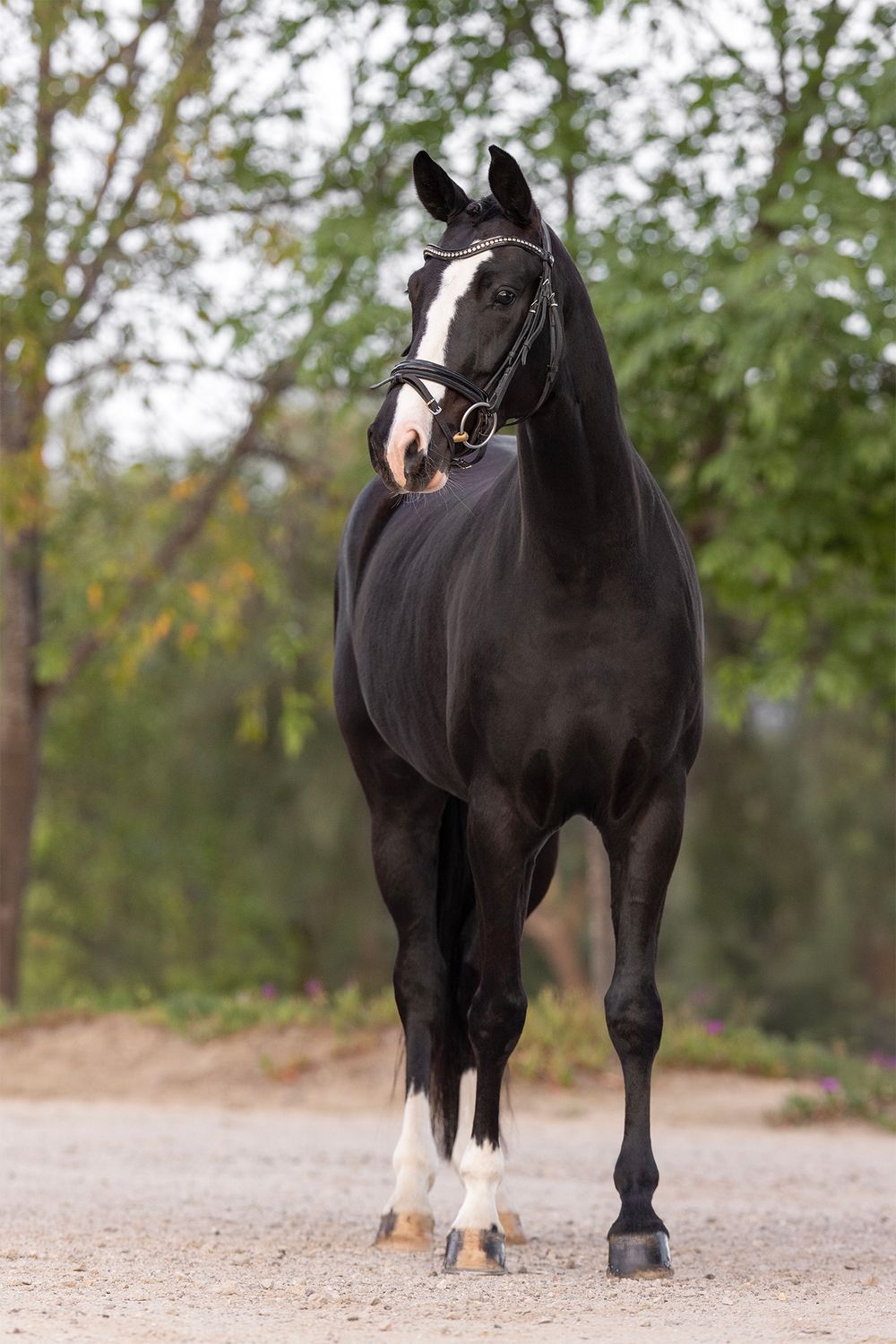 Black horse with a white blaze and white socks stands alert in a bridle on a gravel path beside green trees.