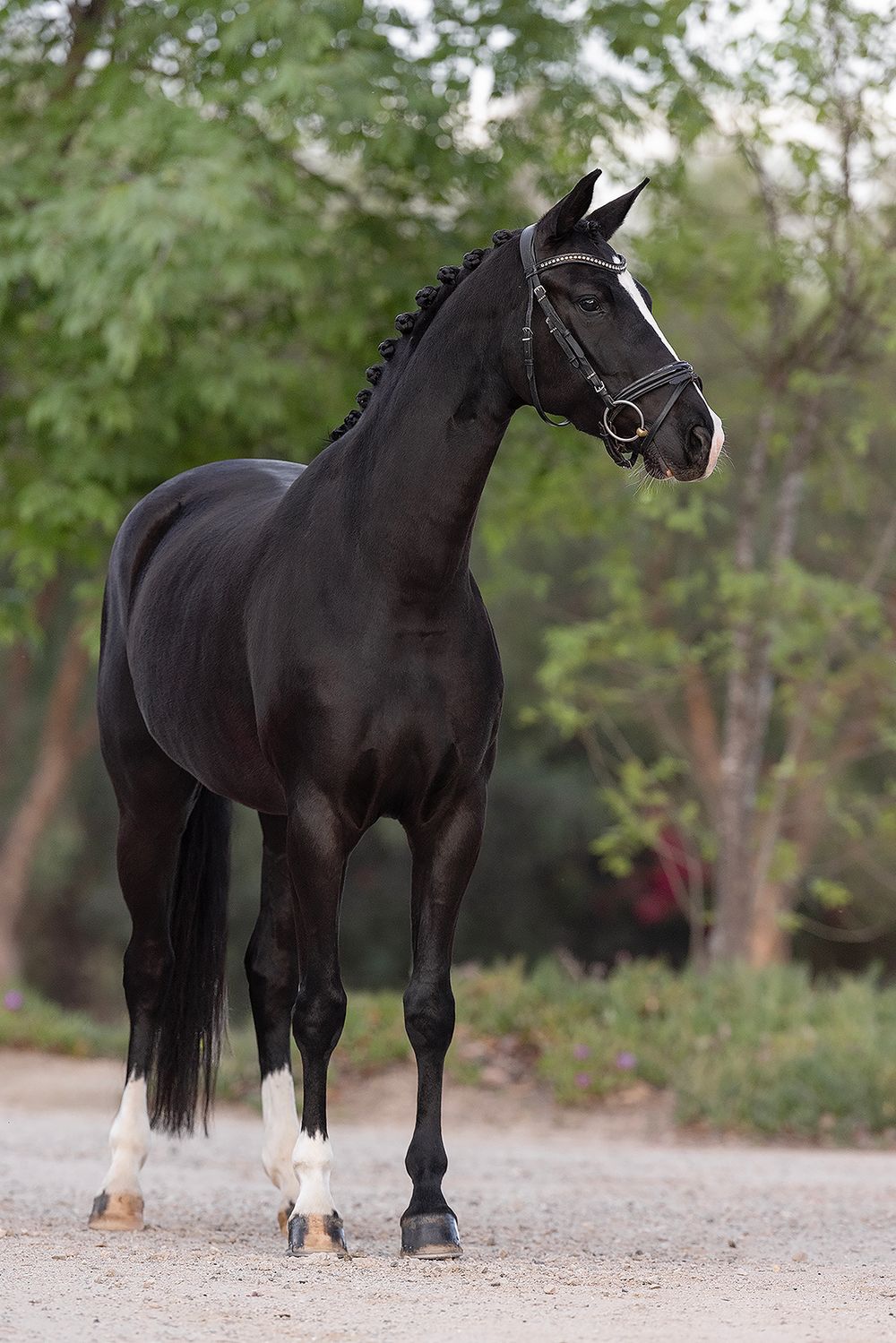 Black horse with white socks and a white facial blaze stands in a bridle on a gravel path, with green trees blurred in the background.