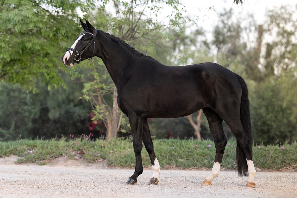 Black horse with a white facial blaze and white socks standing in profile on a dirt path with green trees in the background.