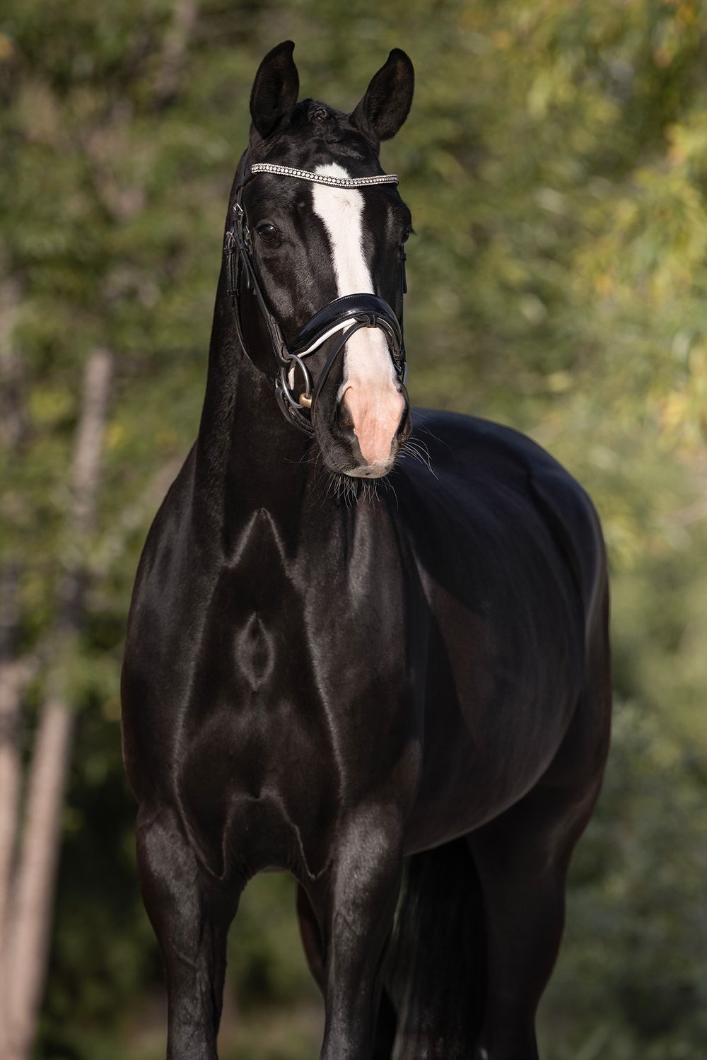 Black horse with a white blaze wearing a bridle with a rhinestone browband, standing against a softly blurred green forest background.