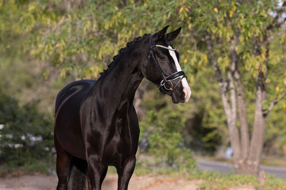 Black horse with a white facial blaze wearing a bridle stands in a sunlit tree-lined outdoor setting with blurred green foliage behind.
