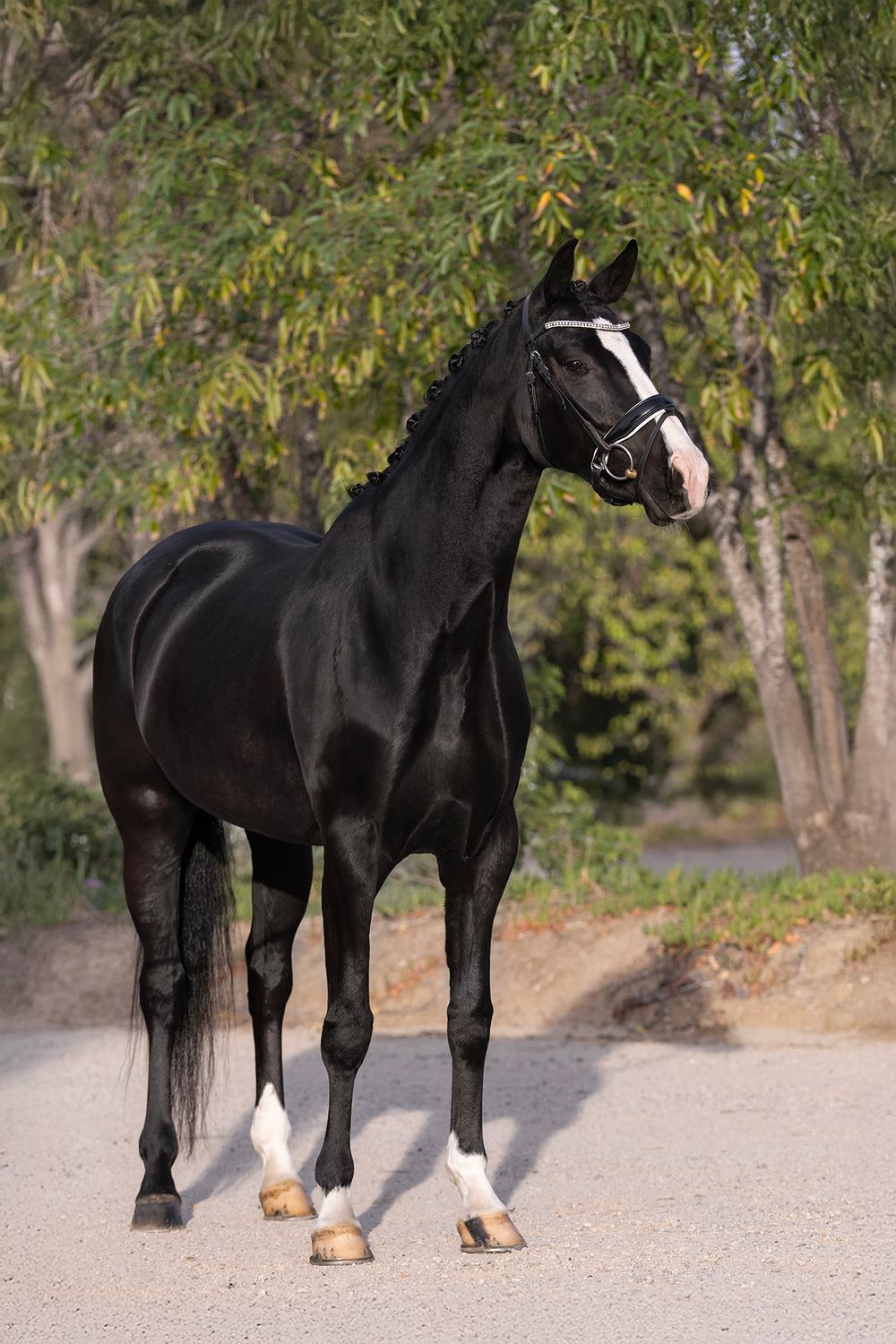 Black horse with a white blaze and white socks wearing a bridle stands alert on a sandy path beneath leafy green trees.