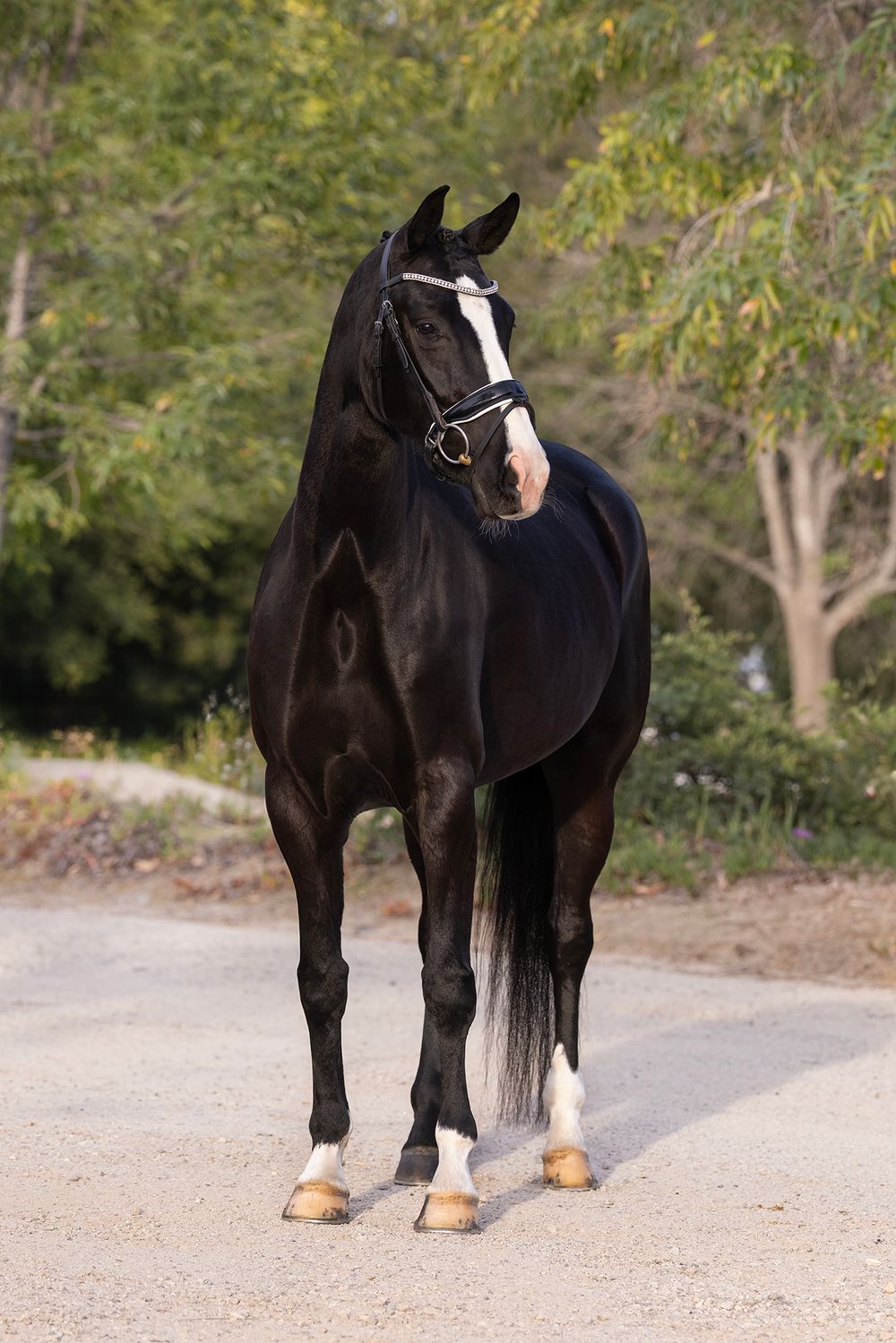 Black horse with a white blaze and white socks wearing a bridle, standing alert on a gravel path with green trees in the background.