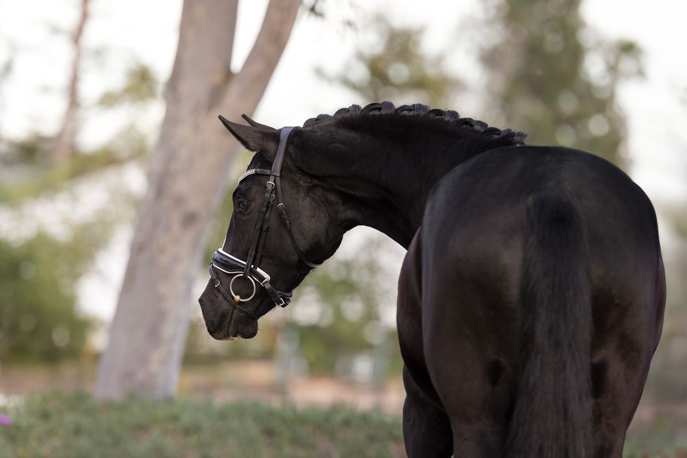 Black dressage horse with a braided mane and bridle stands in profile with its head turned, set against a soft blurred green background.