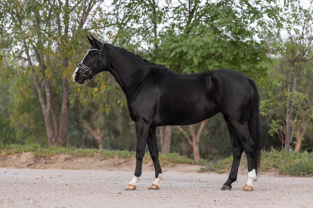 Black horse with white socks and a halter stands in profile on a gravel path in front of green trees.