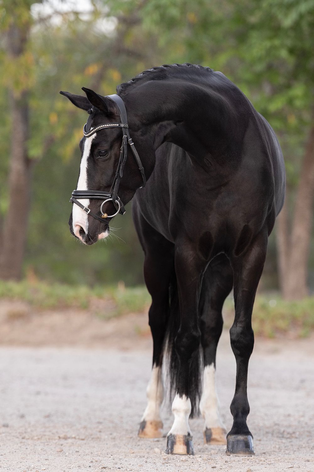 Black horse with a white blaze and white socks wearing a bridle, standing on a gravel path with trees in the background.