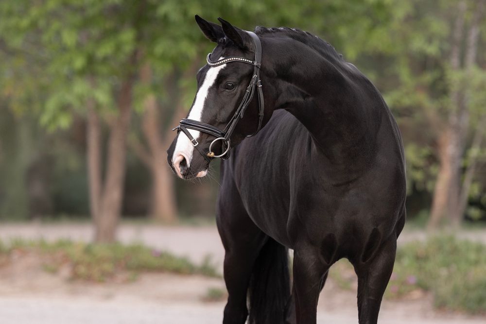Black horse with a white blaze wearing a bridle, standing in profile with its head turned in a sunlit, tree-lined outdoor setting.
