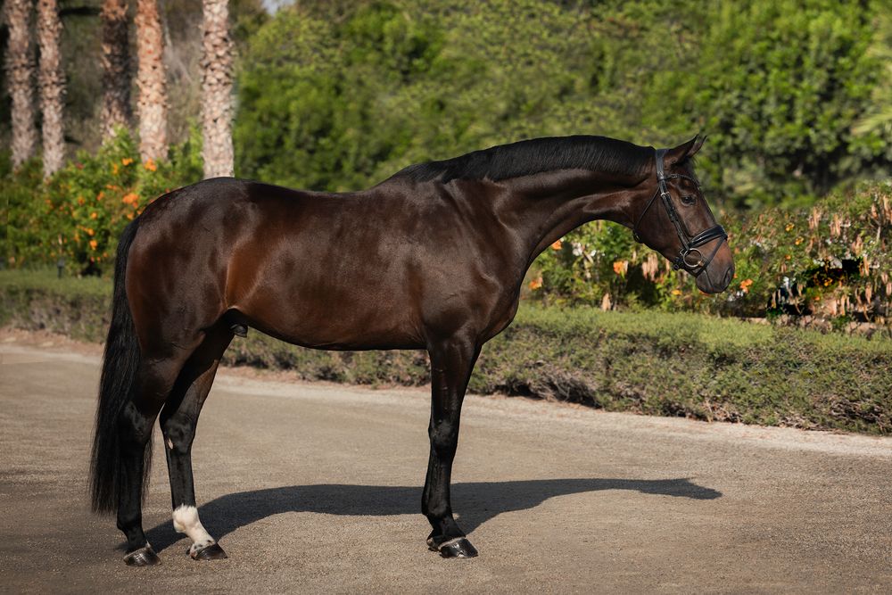 Dark bay horse with a black mane standing in profile on a sandy path, with palm trees and green shrubs in the background.