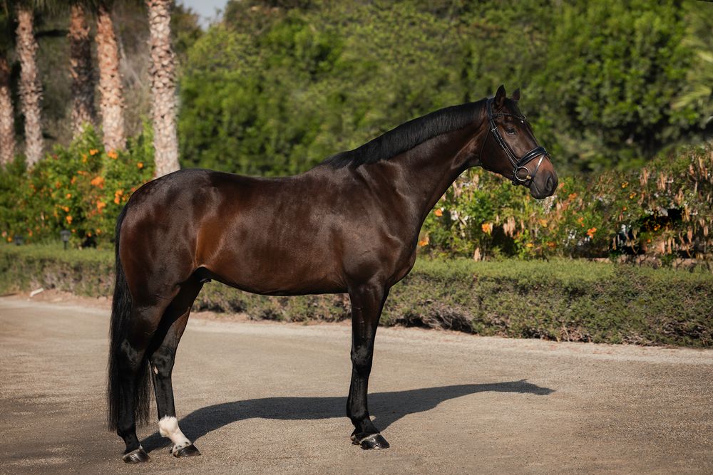 Dark bay horse with a white-marked hind leg standing in profile on a sandy path, with green shrubs and palm trees in the background.