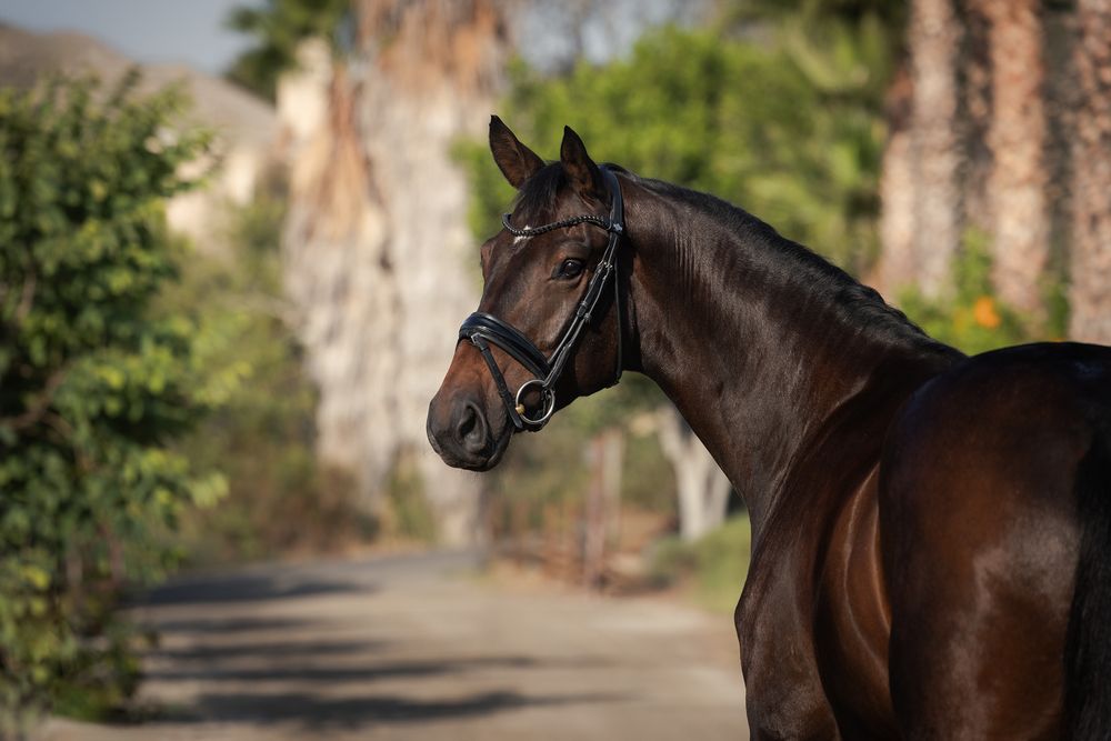 Dark bay horse wearing a black bridle stands in profile on a sunlit path with blurred trees and greenery in the background.