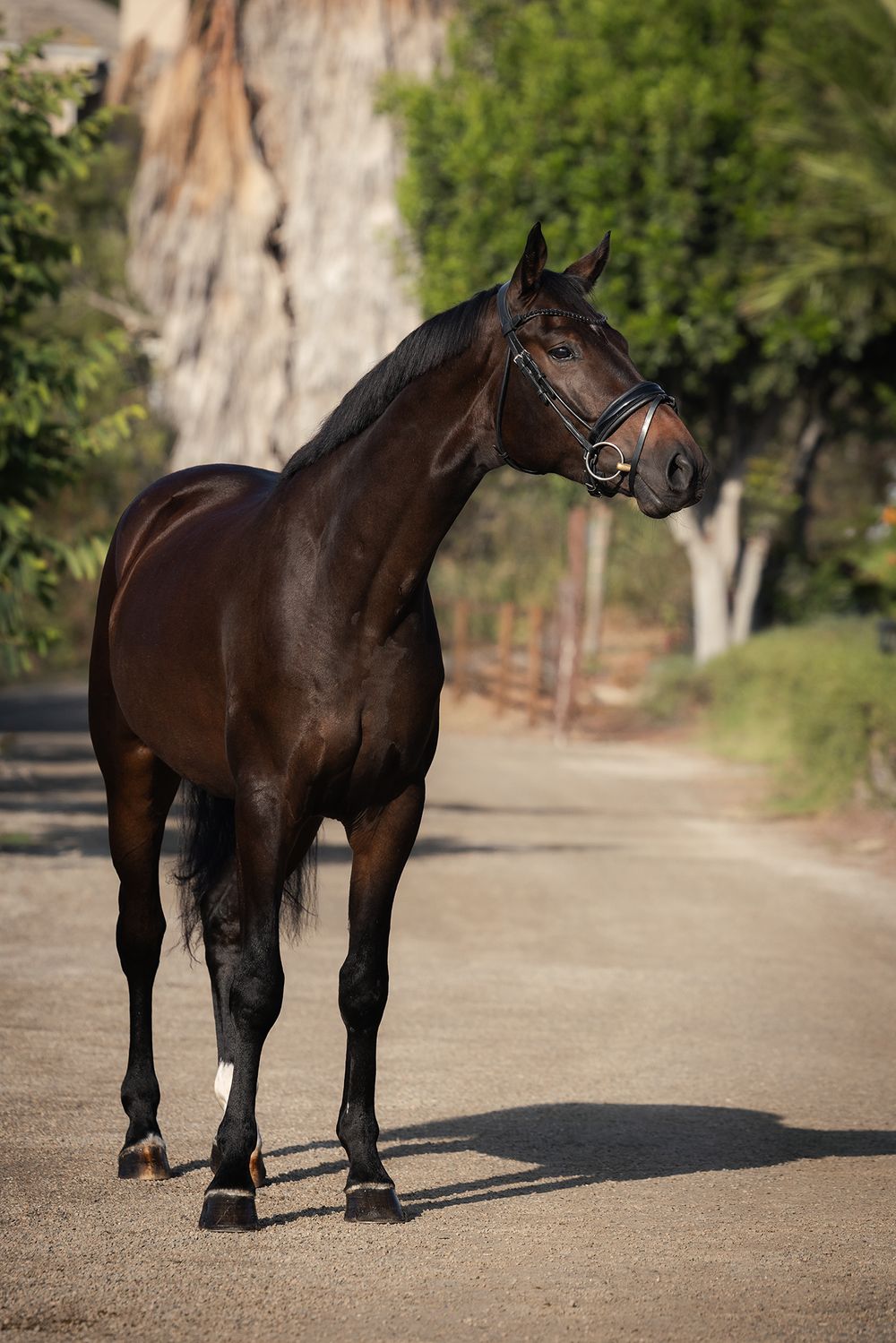 Dark bay horse wearing a bridle stands alert on a sandy dirt path, with tall eucalyptus trees and green foliage in the background.
