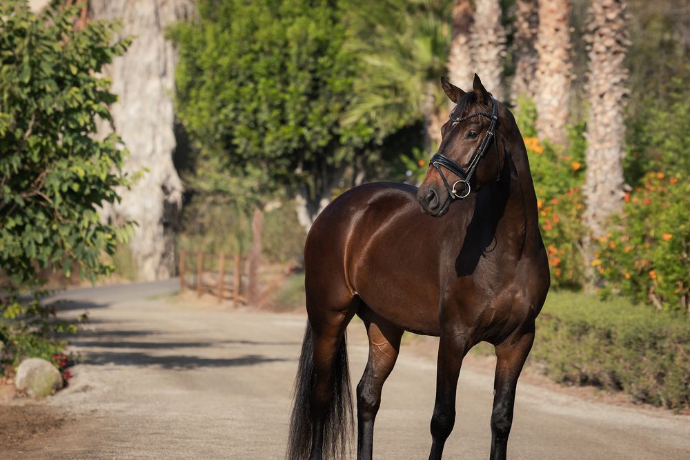 Dark bay horse standing alert on a sandy path lined with palm trees and lush green shrubs in bright sunlight.