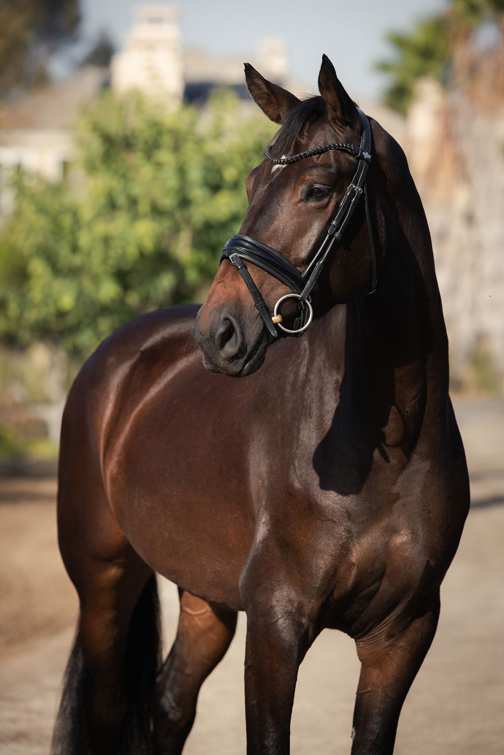 Dark bay horse wearing a black leather bridle with a gold ring noseband, standing outdoors with trees softly blurred in the background.
