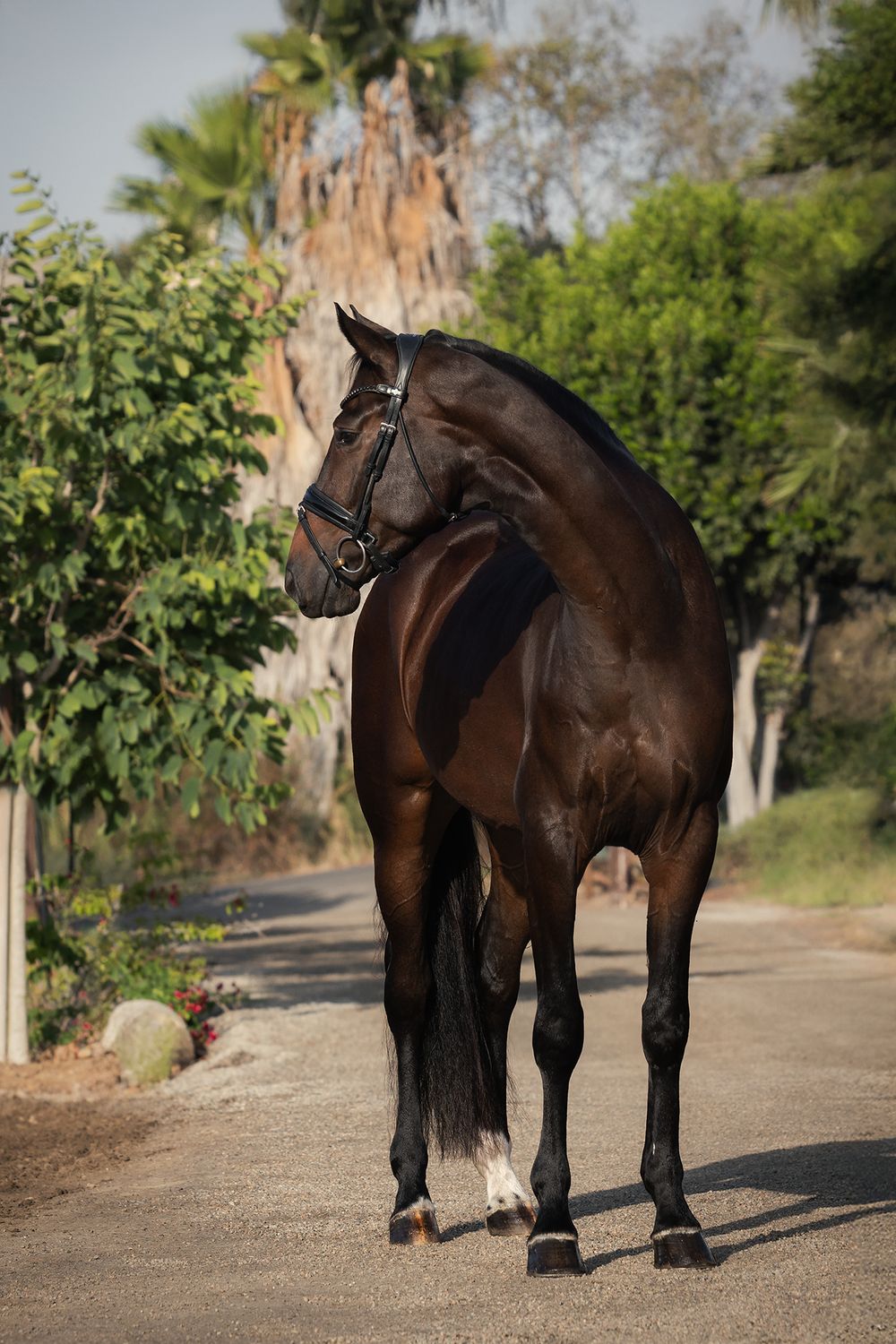 Dark bay horse wearing a black bridle stands on a dirt path, head turned back, with palm trees and green foliage behind.