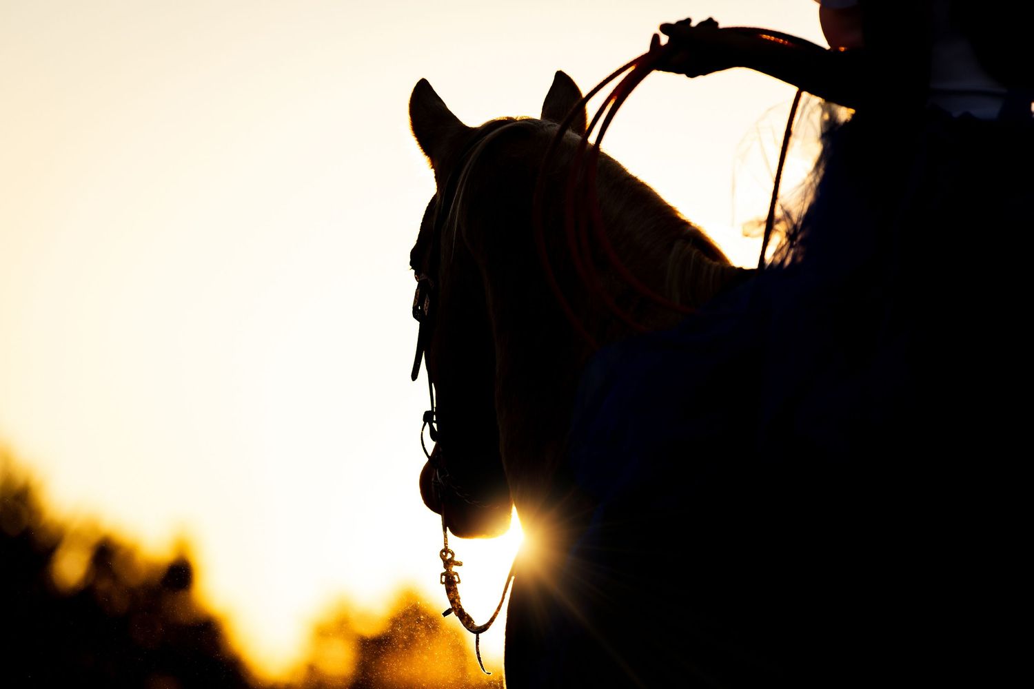 Horse & Rider