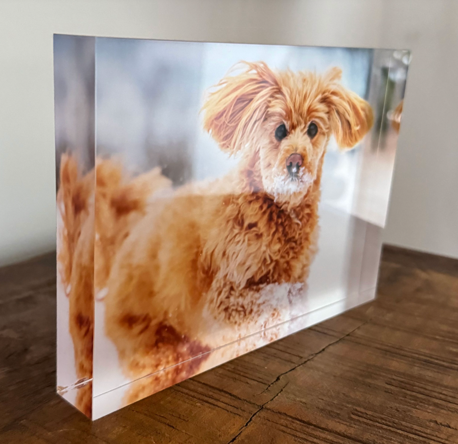 Acrylic photo block featuring a fluffy golden-brown dog with windswept ears displayed on a wooden surface.