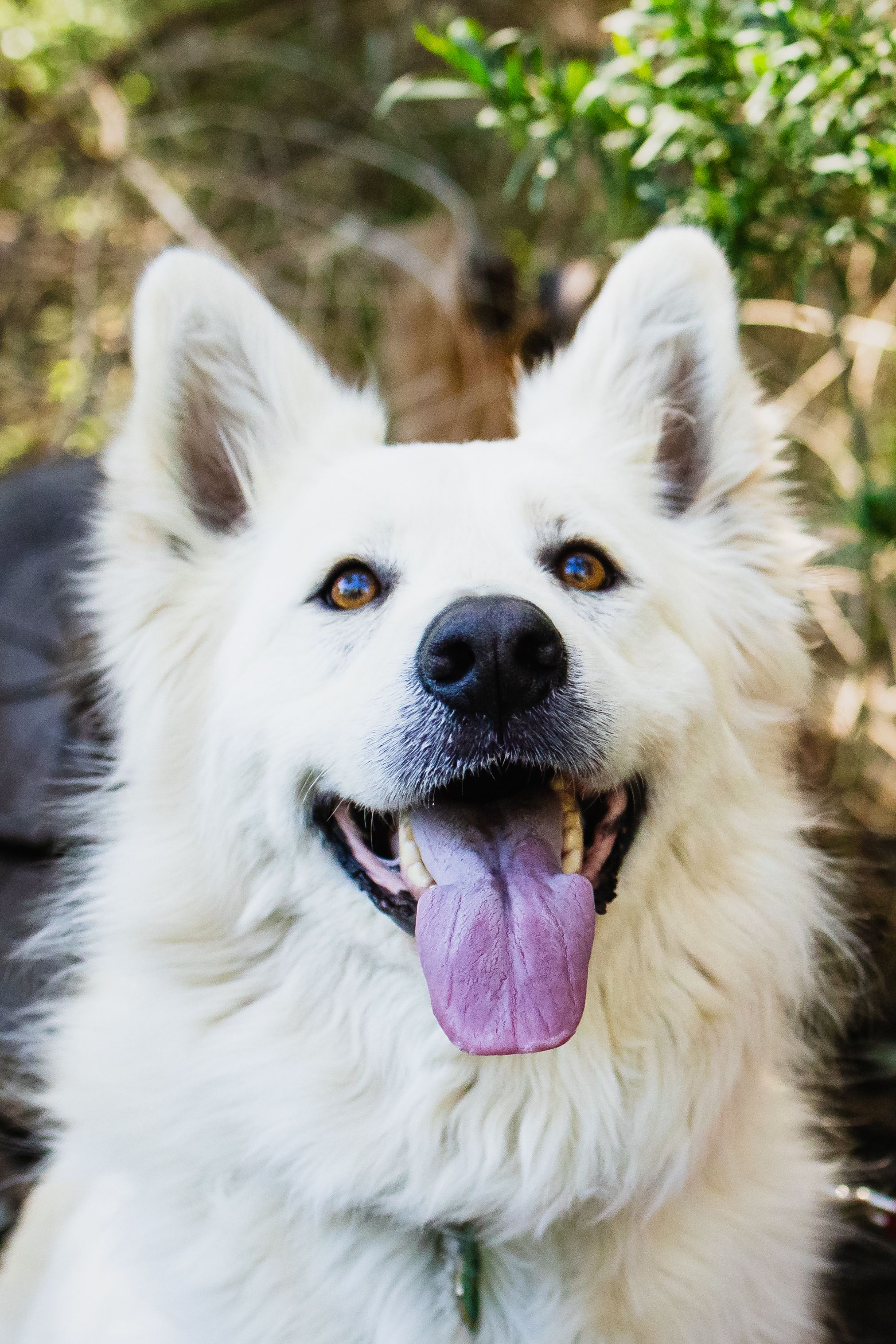 White fluffy dog with blue eyes and tongue out sitting outdoors among green foliage.