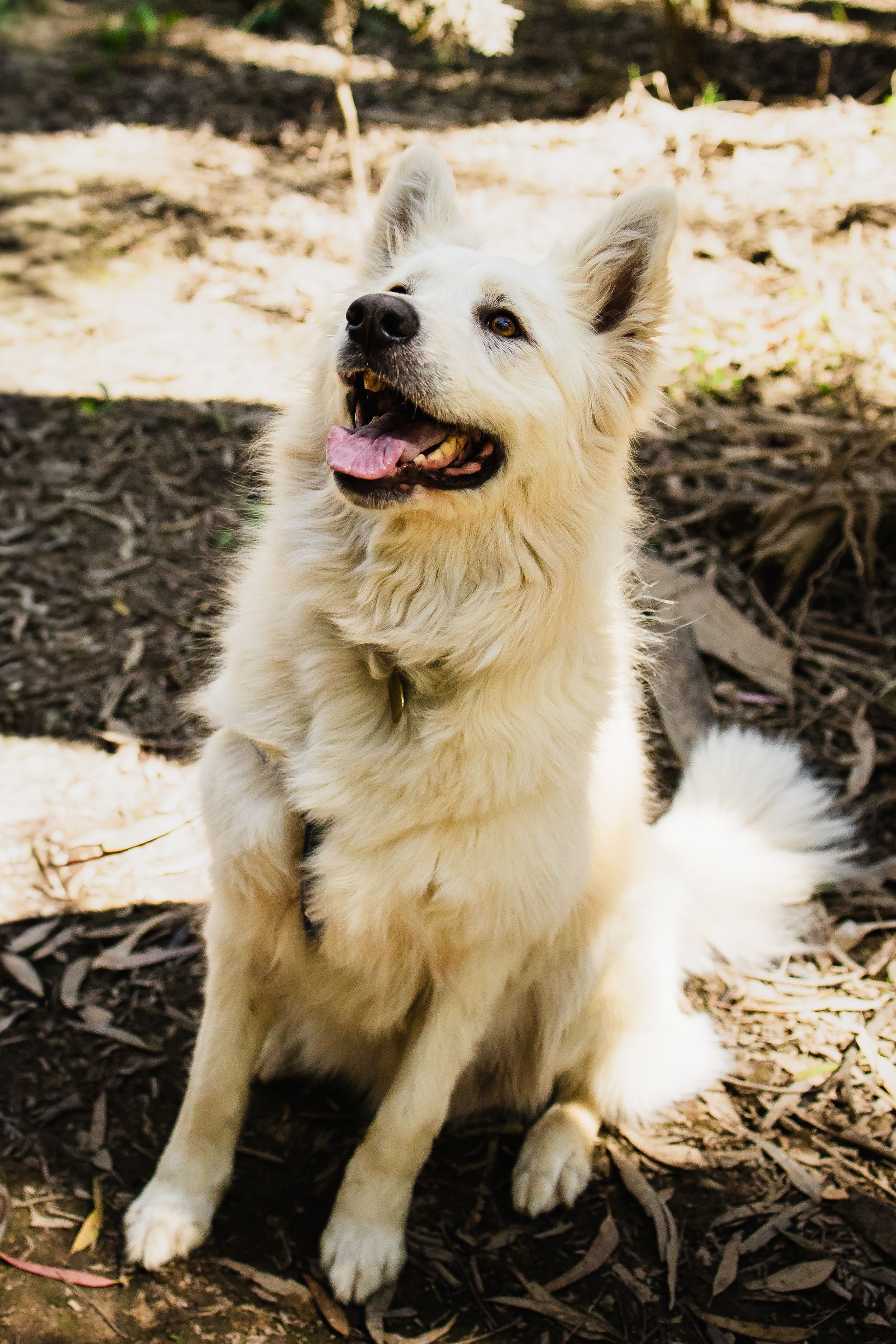 A fluffy white dog sits outdoors on leaf-covered ground, tongue out, looking up happily in dappled sunlight.