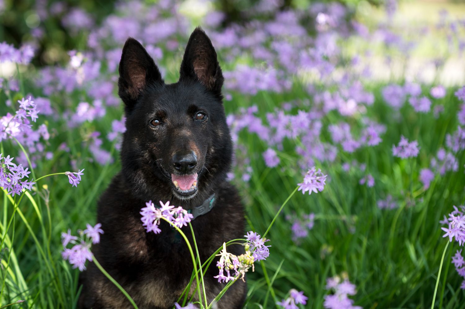 Houston dog photographer specializing in natural light portraits of black dogs.