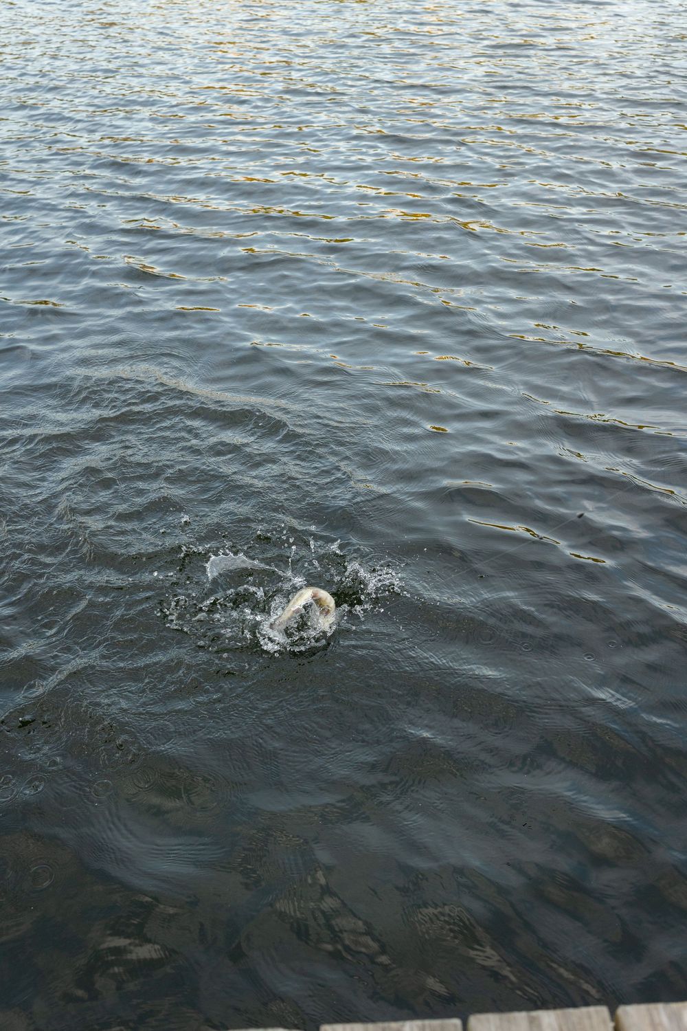 A splash and ripples spread across dark lake water as a swimmer or object breaks the surface near a wooden dock edge.