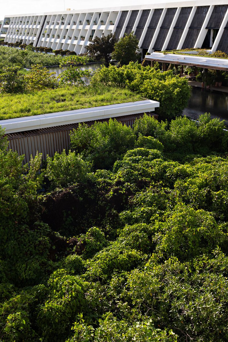 Aerial view of lush green rooftop gardens surrounding a modern office building with large windows.