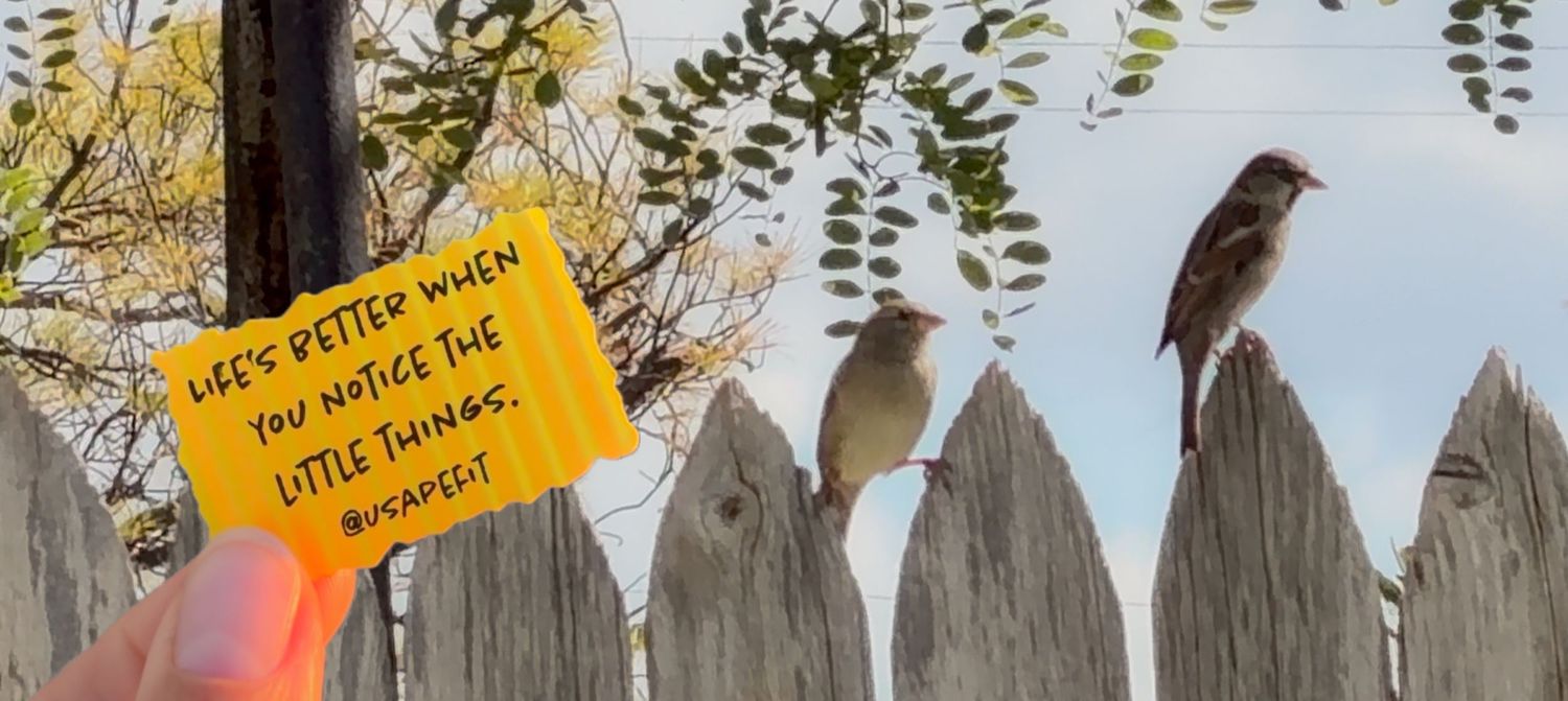 Three small birds perched on a weathered white wooden picket fence with trees and cloudy sky in background.