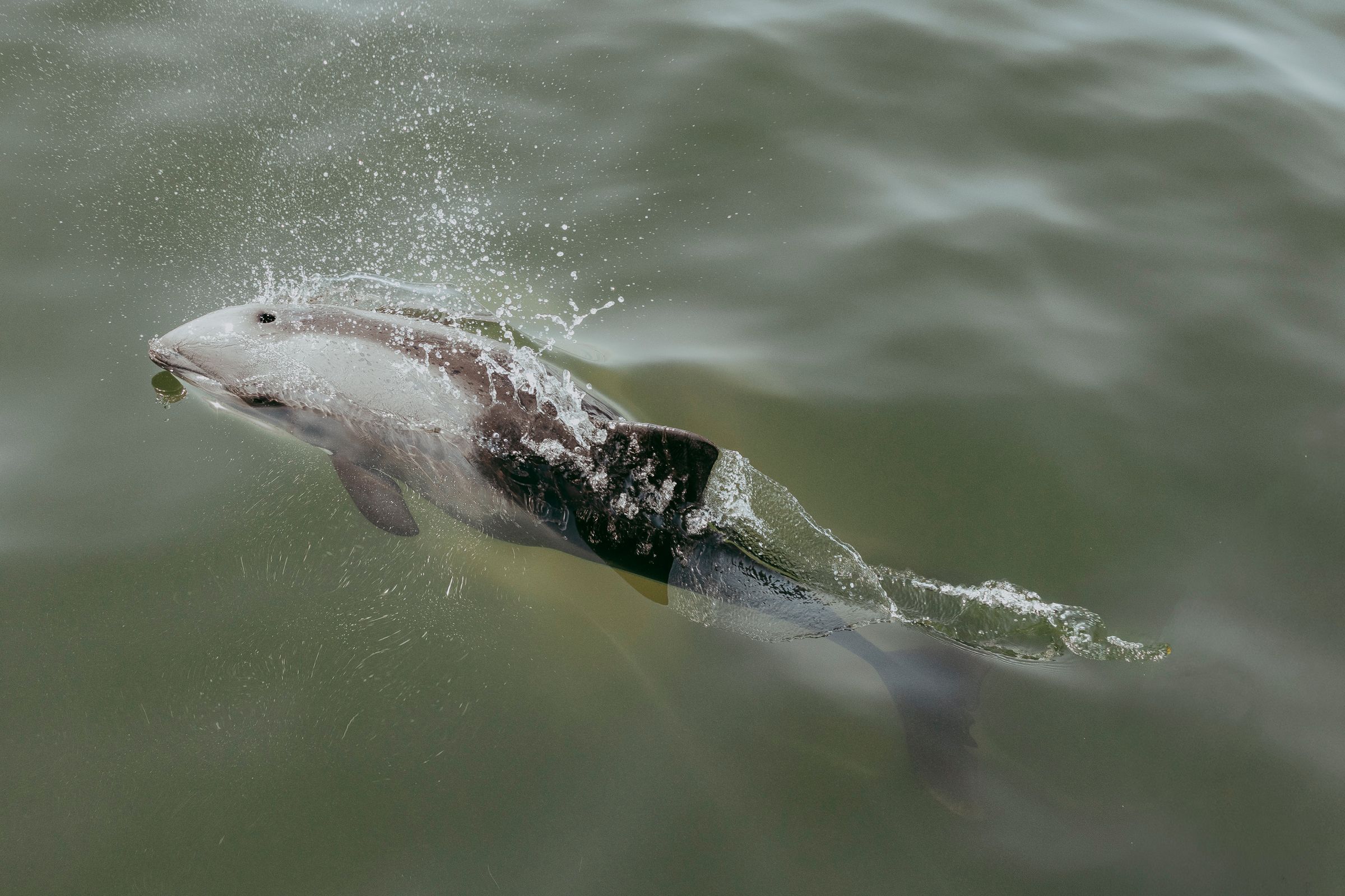 Catamaran cruising along the Namibian coast with marine wildlife nearby