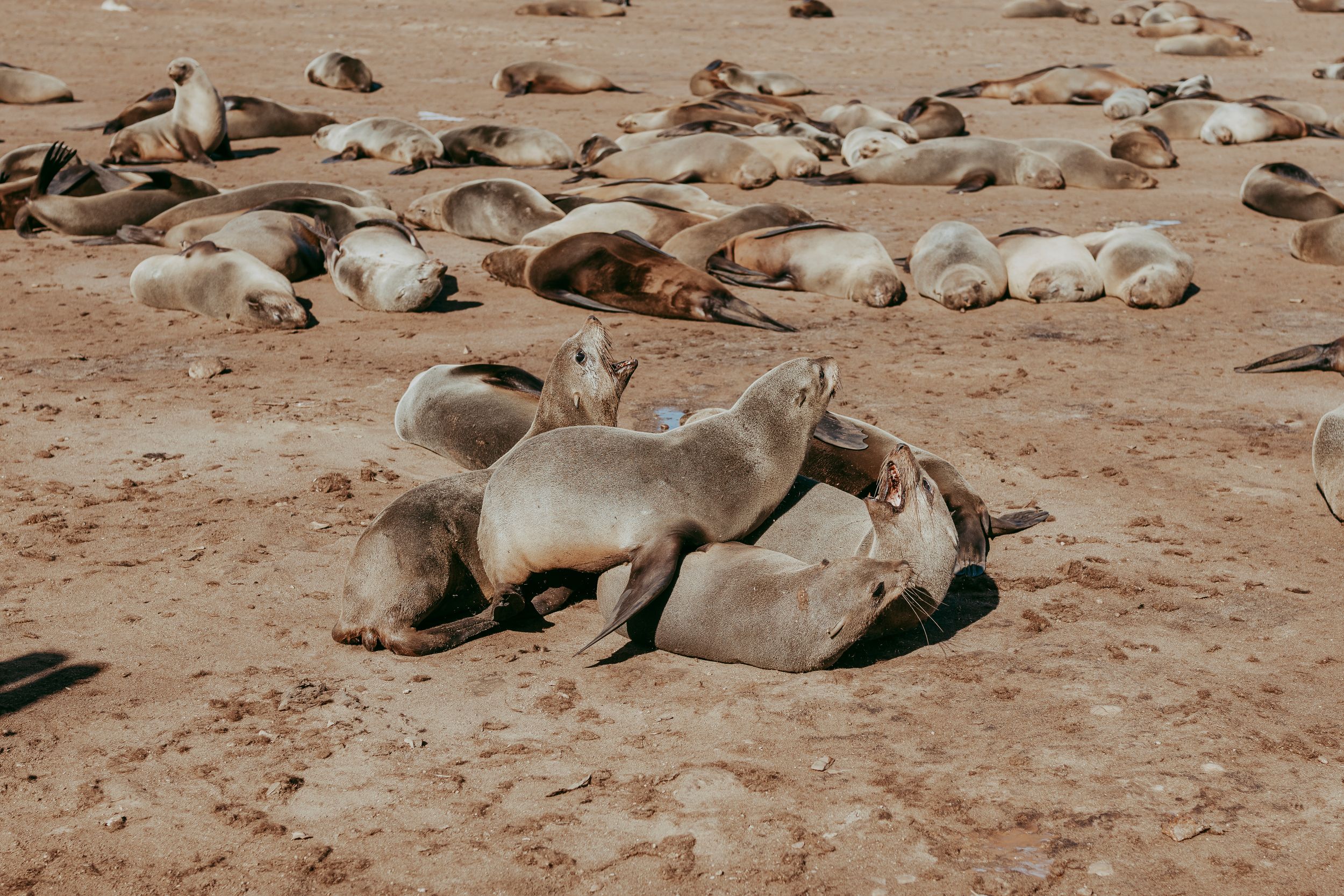 Cape Cross seal colony on Namibia’s Skeleton Coast