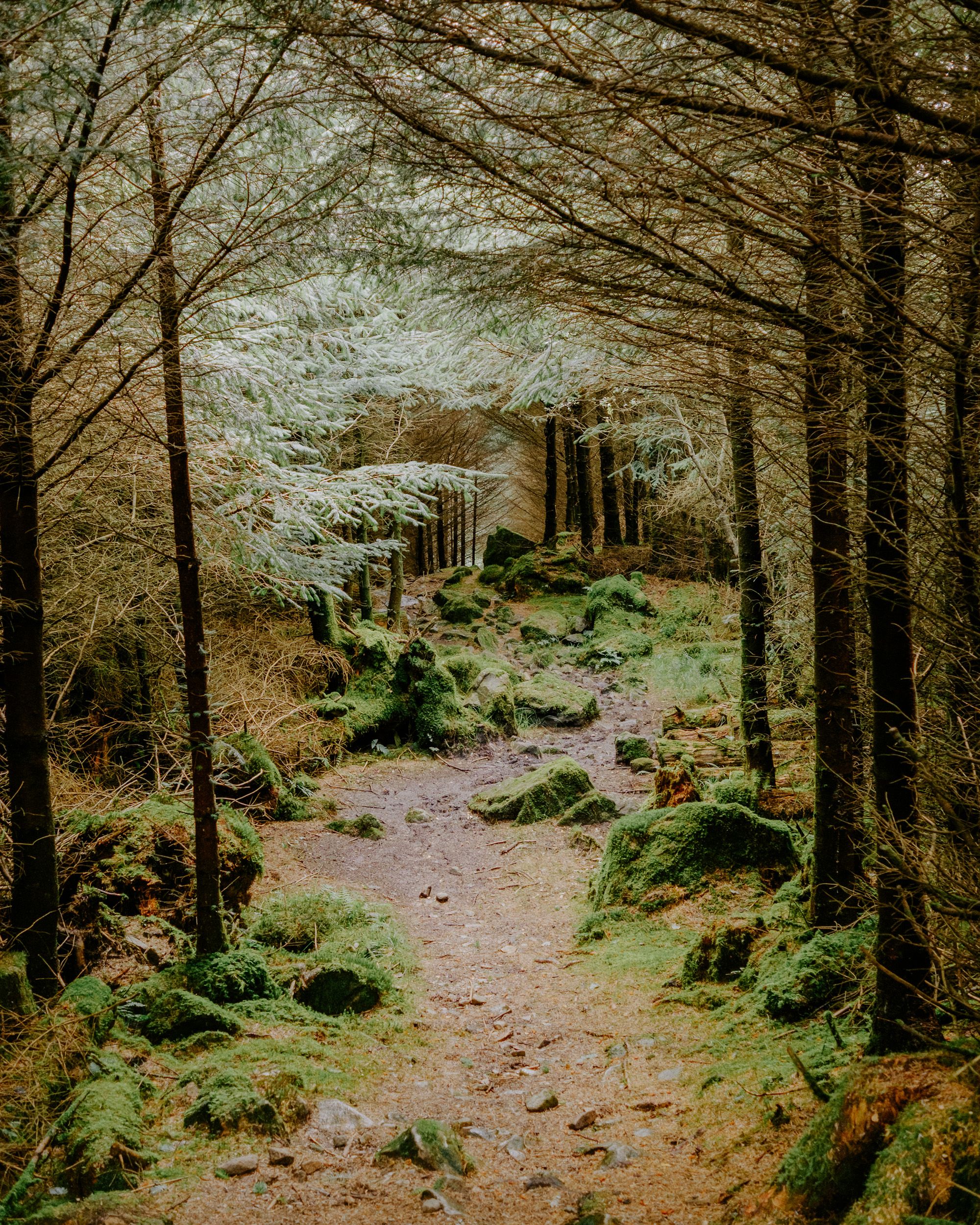 A winding forest path lined with moss-covered rocks and tall trees leading to a rustic wooden cabin.